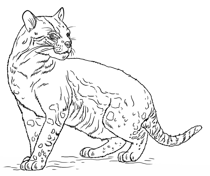 Ocelot Coloring Page Md Coloring Page — Free Printable — free printable coloring page