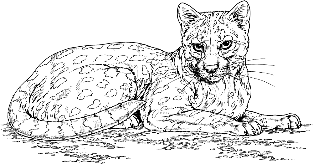 Ocelot Wild Cat Coloring Page Md Coloring Page — Free Printable — free printable coloring page