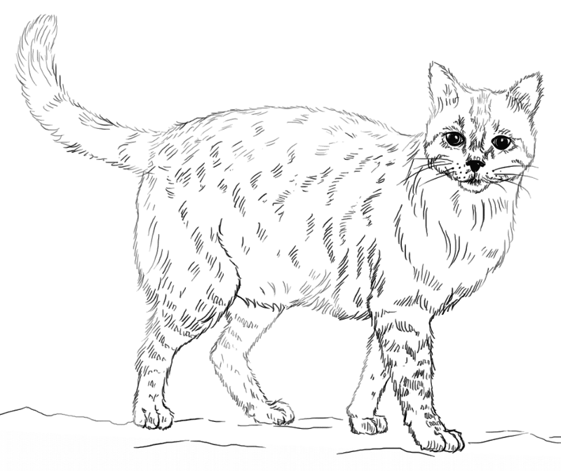Realistic Cat Coloring Page Md Coloring Page — Free Printable — free printable coloring page