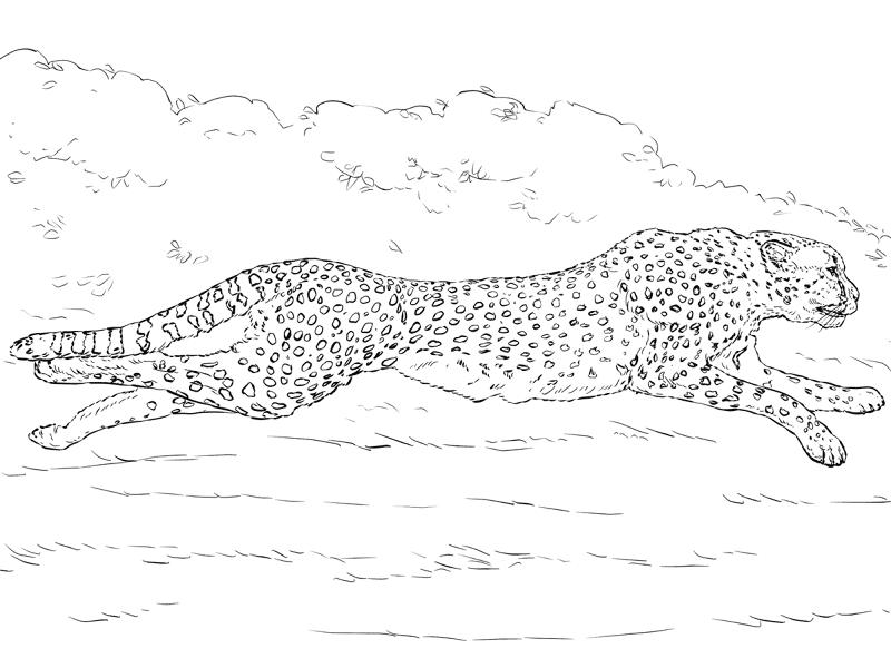 Running Cheetah Coloring Page Md Coloring Page — Free Printable — free printable coloring page
