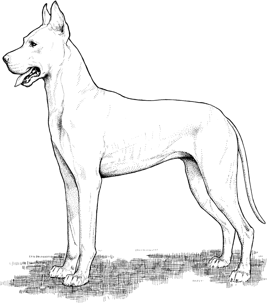Great Dane Coloring Page Md Coloring Page — Free Printable — free printable coloring page