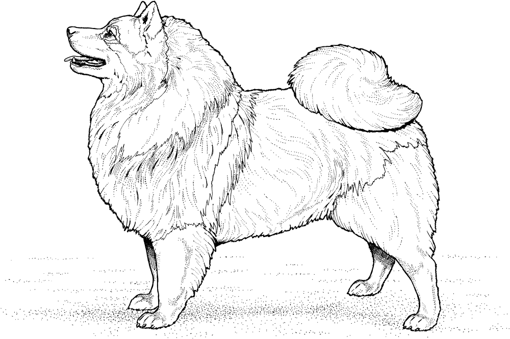 Keeshond Coloring Page Md Coloring Page — Free Printable — free printable coloring page