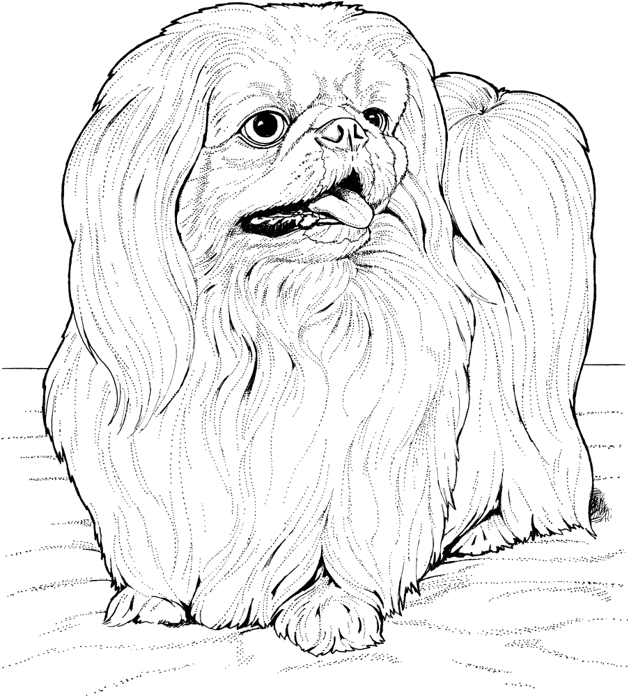 Lhasa Apso Coloring Page Md Coloring Page — Free Printable — free printable coloring page