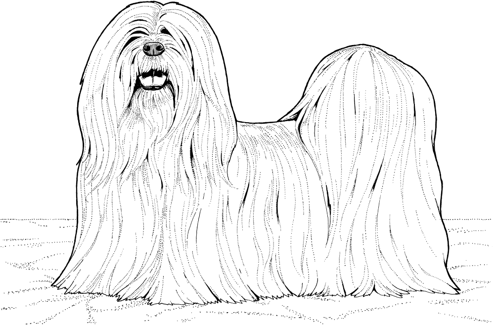 Lhasa Apso Dog Coloring Page Md Coloring Page — Free Printable — free printable coloring page