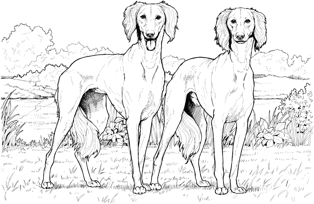 Saluki Coloring Page Md Coloring Page — Free Printable — free printable coloring page