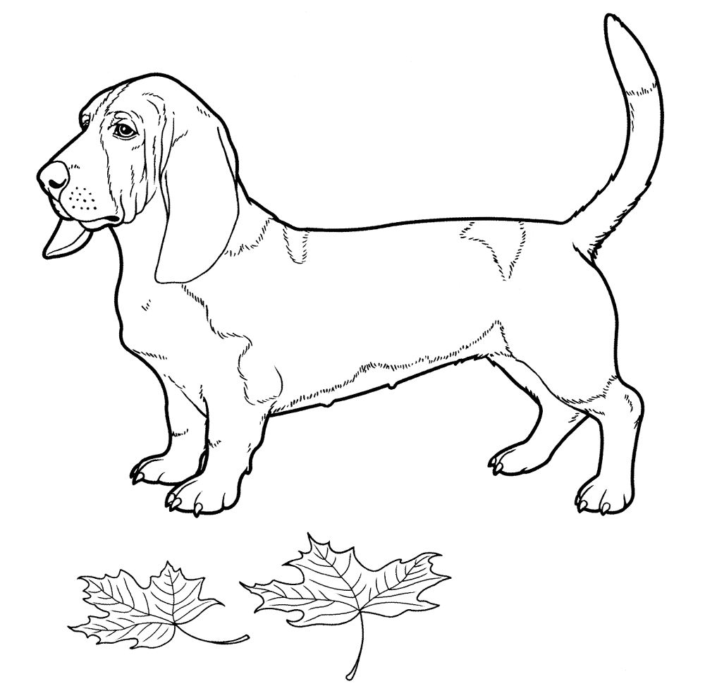 Basset Hound Coloring Page Md Coloring Page — Free Printable — free printable coloring page