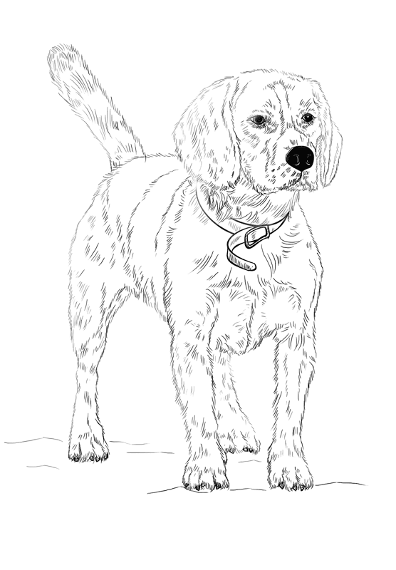 Beagle Coloring Page Md Coloring Page — Free Printable — free printable coloring page