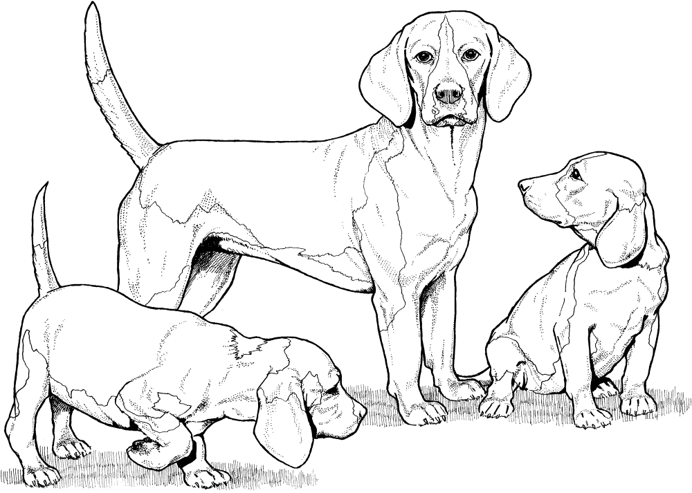 Beagle With Puppies Coloring Page Md Coloring Page — Free Printable — free printable coloring page
