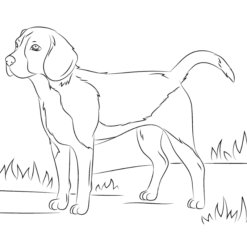 Beagles Coloring Page Md Coloring Page — Free Printable — free printable coloring page
