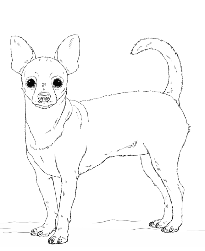 Chihuahua Coloring Page Md Coloring Page — Free Printable — free printable coloring page