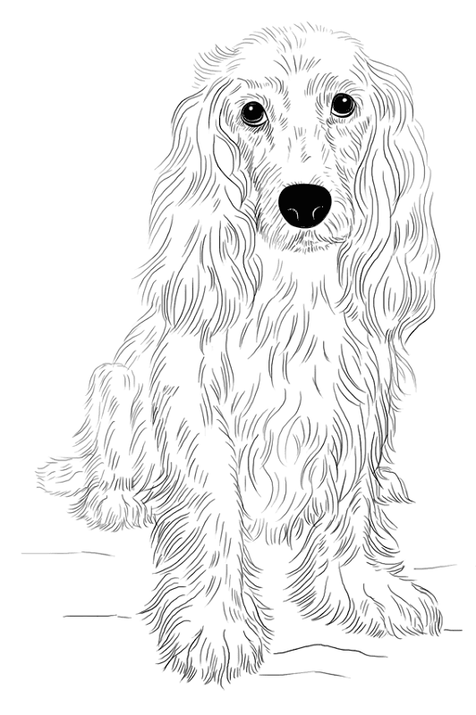 Cocker Spaniel Coloring Page Md Coloring Page — Free Printable — free printable coloring page