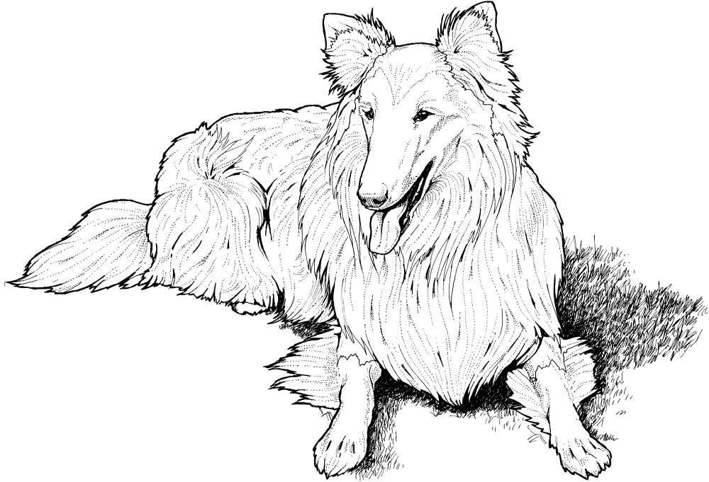 Collie Coloring Page Md Coloring Page — Free Printable — free printable coloring page