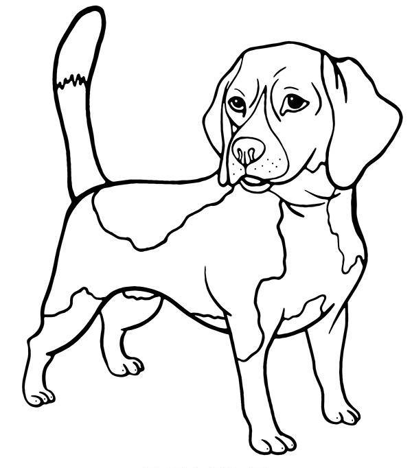 Coloring Sheet Dog Beagle Coloring Page — Free Printable — free printable coloring page