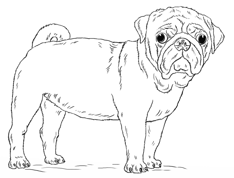 Cute Pug Coloring Page Md Coloring Page — Free Printable — free printable coloring page