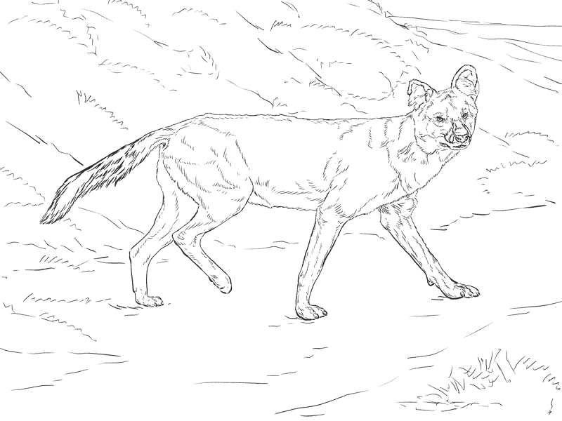 Dhole Coloring Pages Md Coloring Page — Free Printable — free printable coloring page