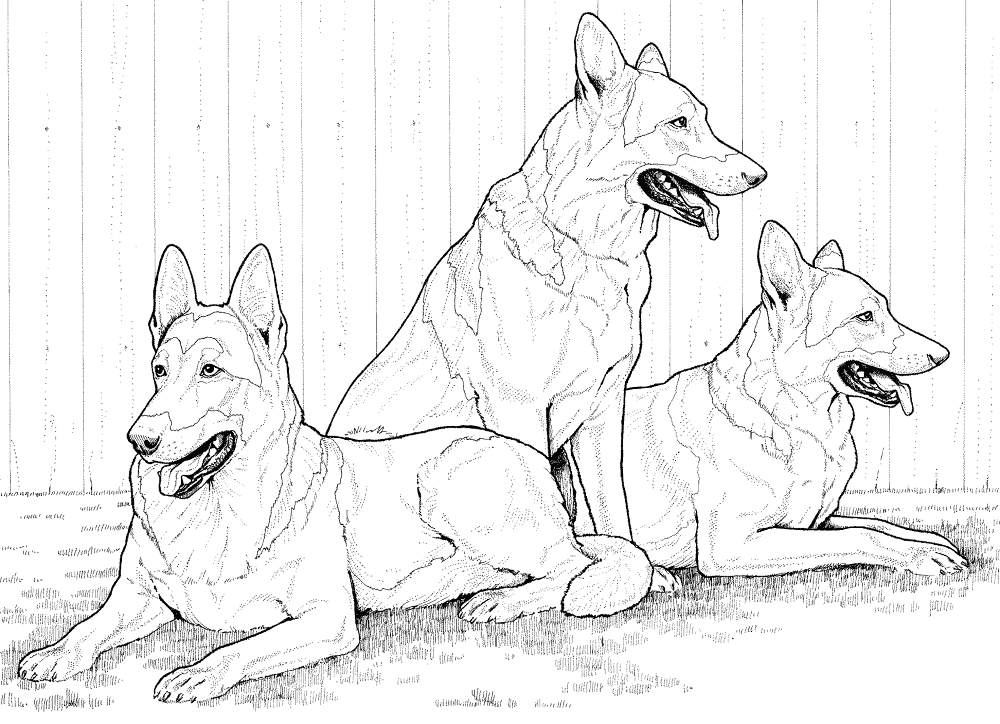German Shepherd Dogs Coloring Page Md Coloring Page — Free Printable — free printable coloring page