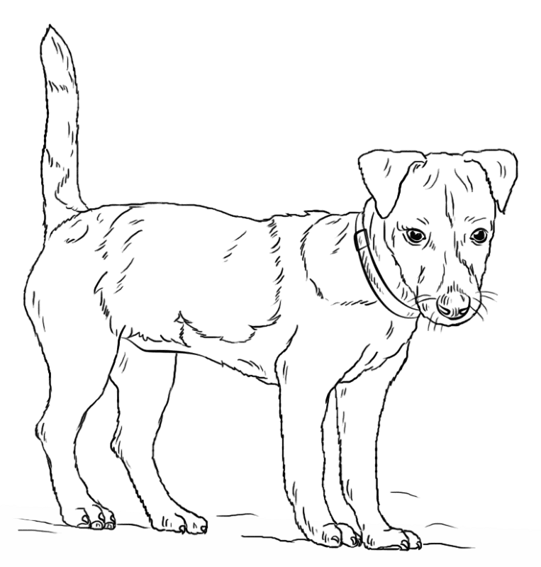 Jack Russell Coloring Page Md Coloring Page — Free Printable — free printable coloring page