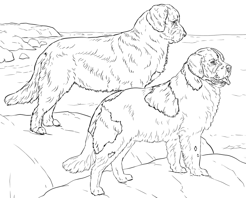 Newfoundland Dog Coloring Page Md Coloring Page — Free Printable — free printable coloring page