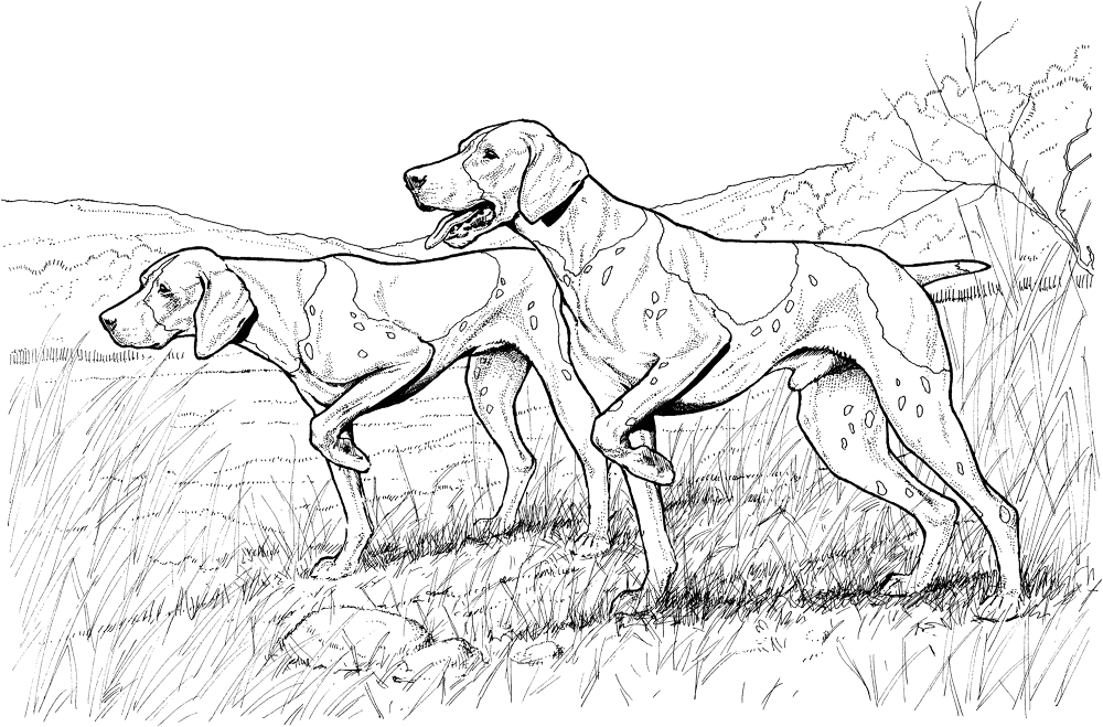 Pointer Dogs Coloring Page Md Coloring Page — Free Printable — free printable coloring page