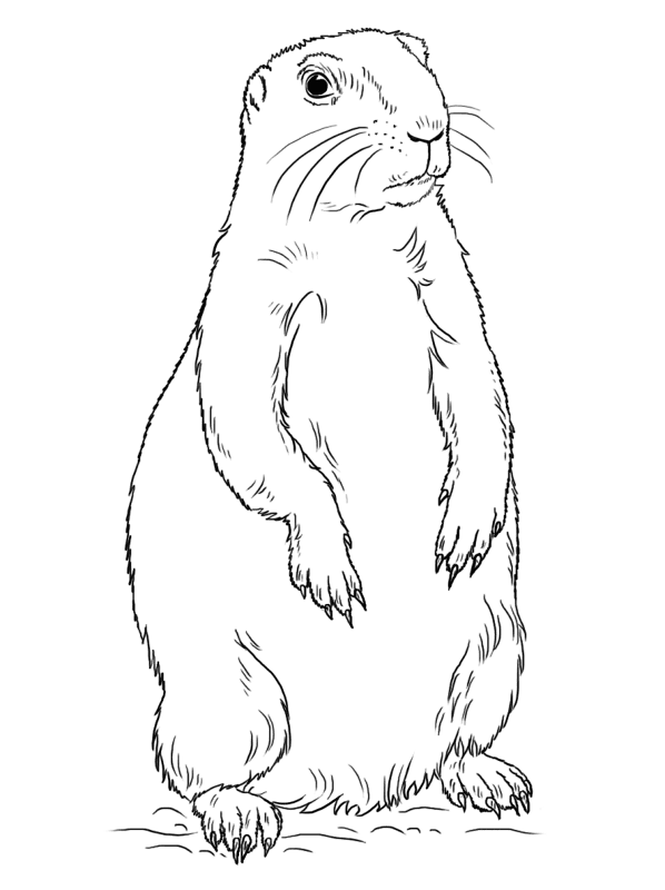 Prairie Dog Coloring Page Md Coloring Page — Free Printable — free printable coloring page