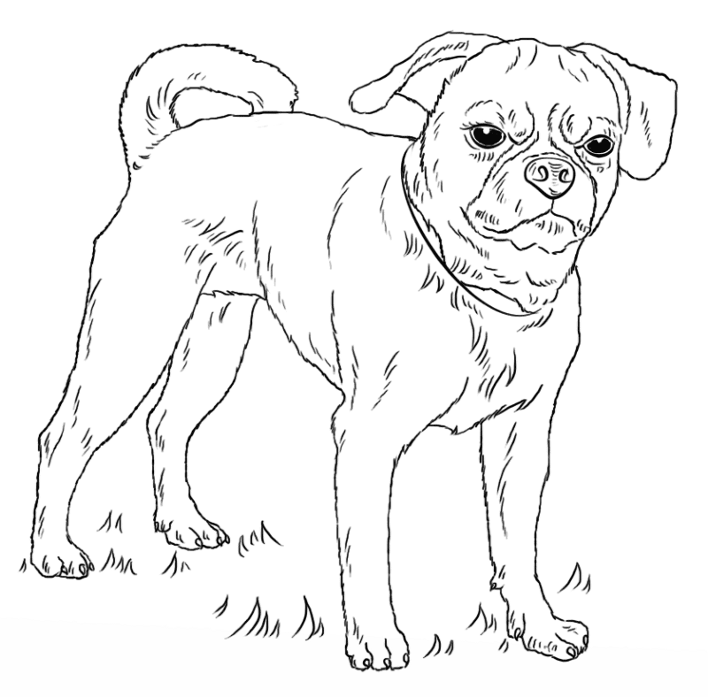 Puggle Coloring Page Md Coloring Page — Free Printable — free printable coloring page