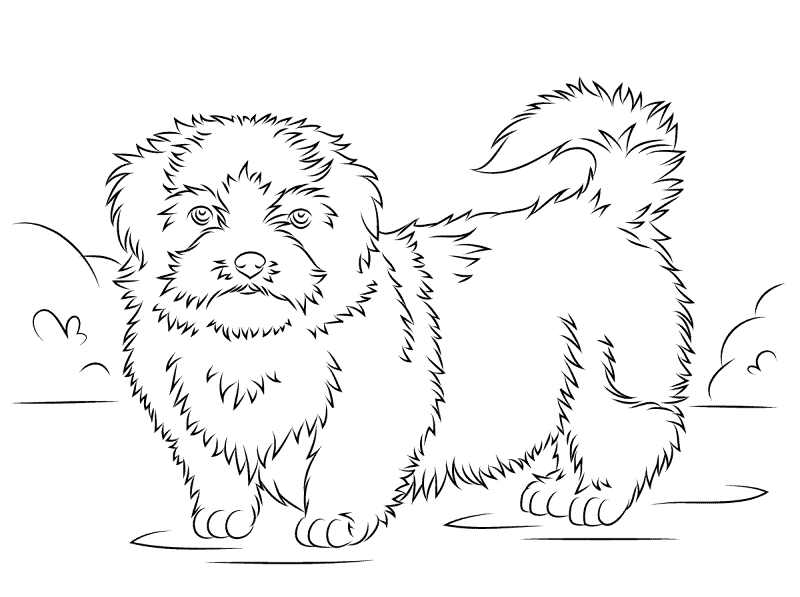 Shih Tzu Coloring Page Md Coloring Page — Free Printable — free printable coloring page