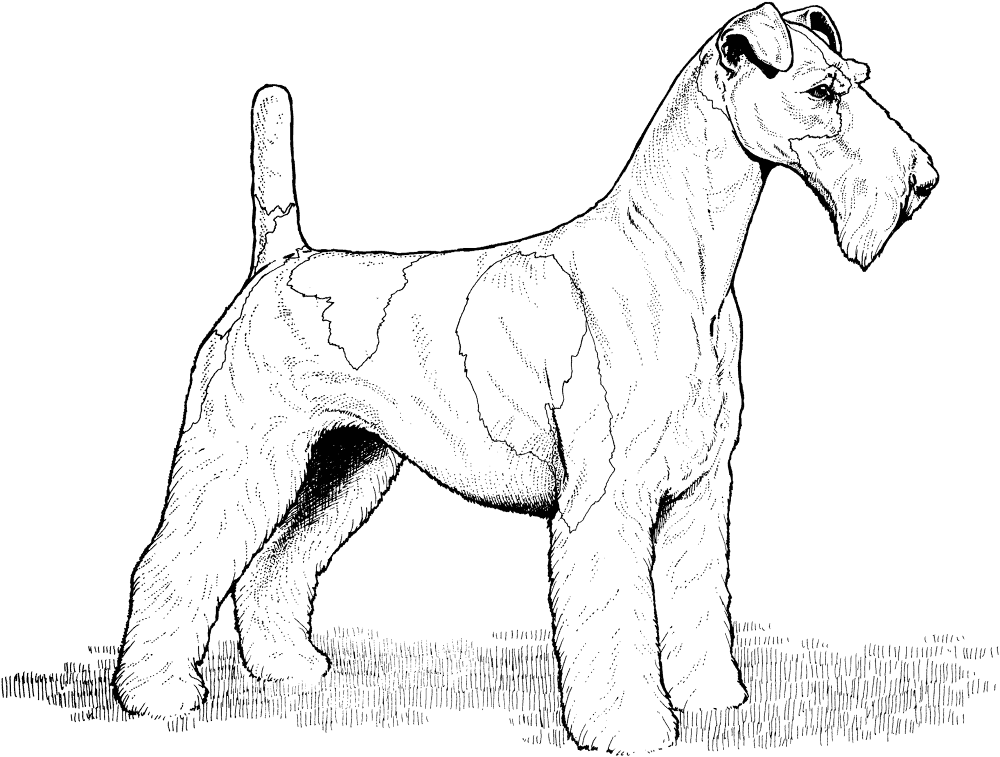 Wire Fox Terrier Coloring Page Md Coloring Page — Free Printable — free printable coloring page