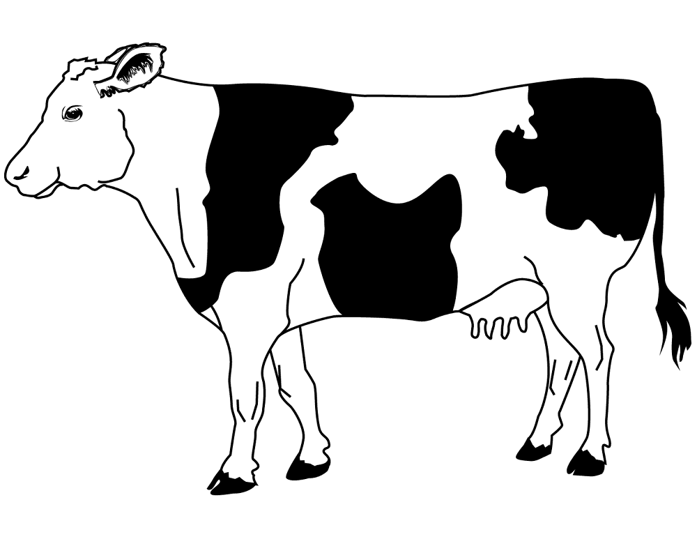 Black And Wite Cow Coloring Page Md Coloring Page — Free Printable — free printable coloring page