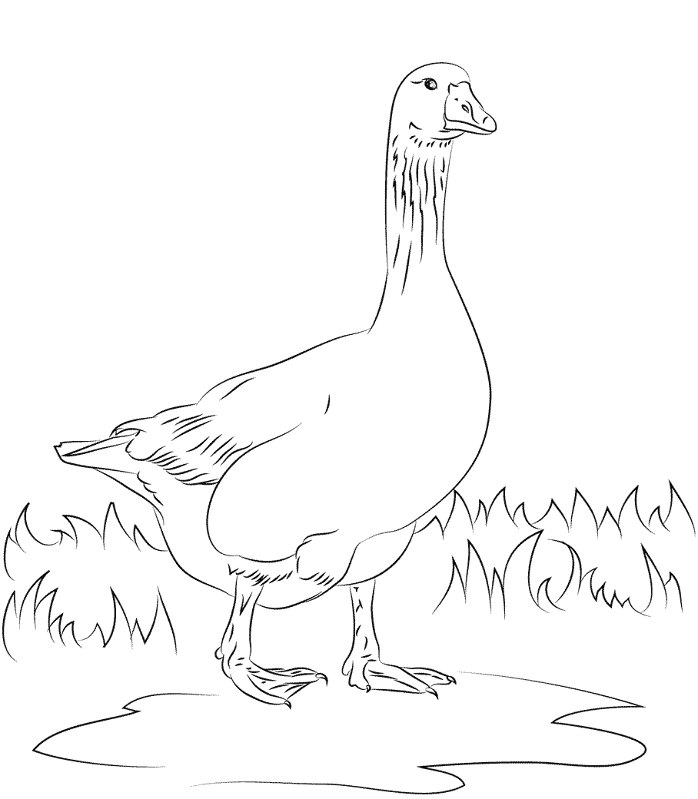 Emden Domestic Goose Coloring Page Md Coloring Page — Free Printable — free printable coloring page