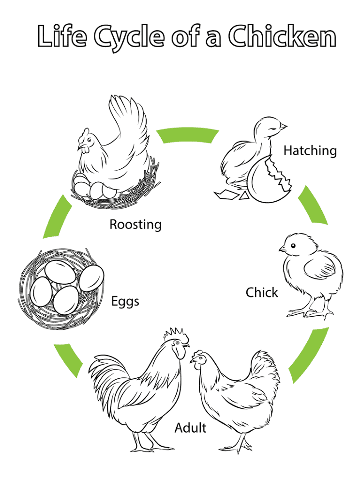 Life Cycle Of A Chicken Coloring Page Md Coloring Page — Free Printable — free printable coloring page