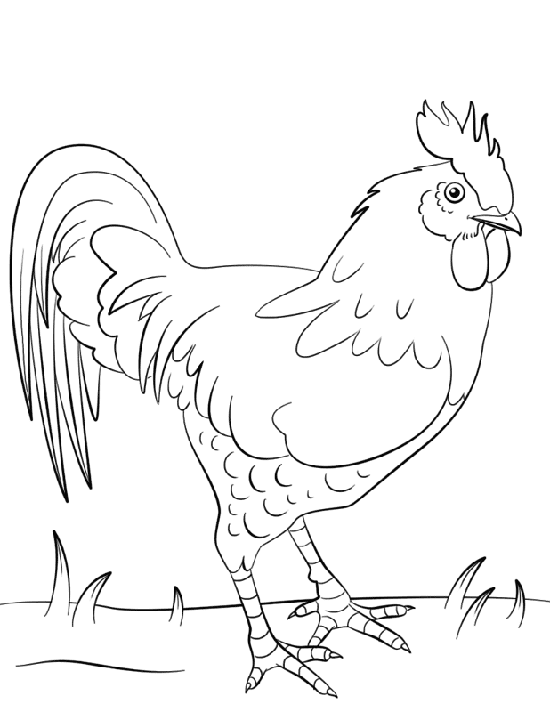 Rooster Coloring Page Md Coloring Page — Free Printable — free printable coloring page