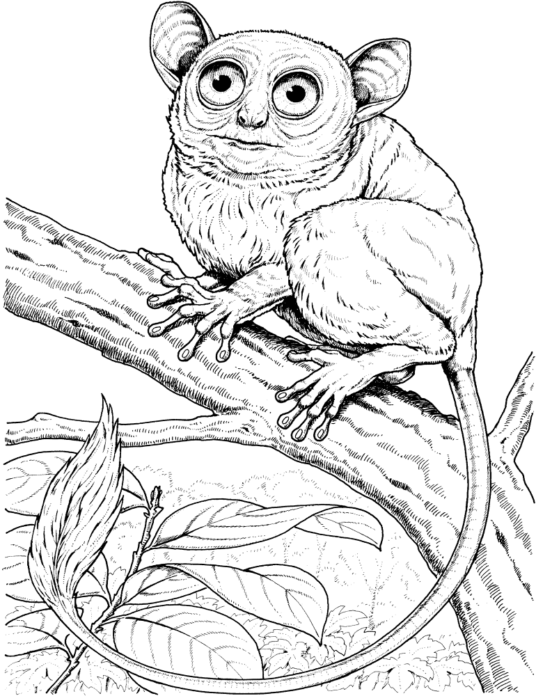 Big Eyed Monkey Coloring Page Md Coloring Page — Free Printable — free printable coloring page