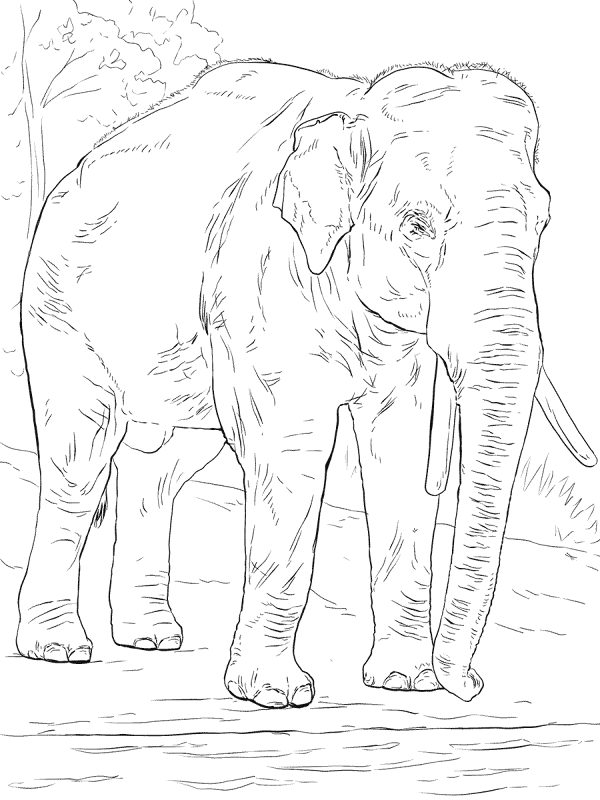 Asian Elephant Coloring Page Md Coloring Page — Free Printable — free printable coloring page