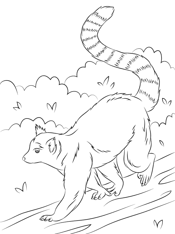 Cute Ring Tailed Lemur Coloring Pages Md Coloring Page — Free Printable — free printable coloring page