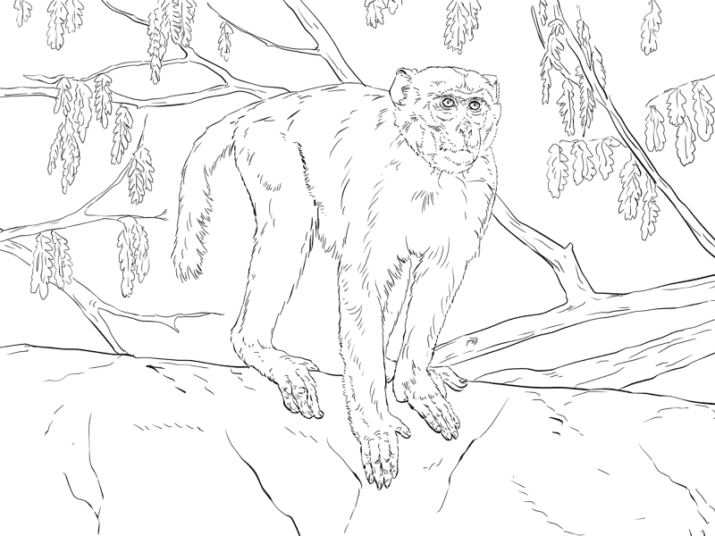 Rhesus Macaque Coloring Pages Md Coloring Page — Free Printable — free printable coloring page