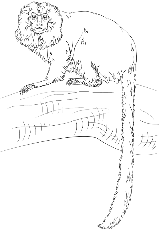 Tamarin Coloring Page Md Coloring Page — Free Printable — free printable coloring page