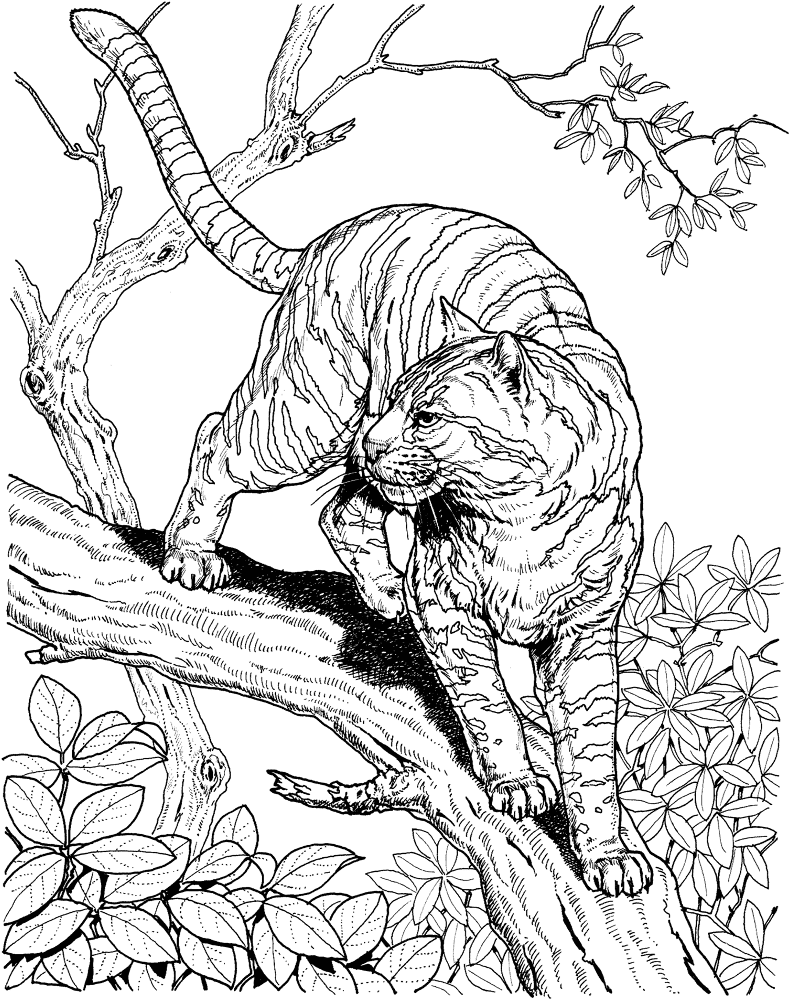 Tinger In A Jungle Coloring Page Md Coloring Page — Free Printable — free printable coloring page