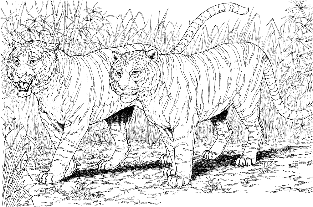 Two Tigers Coloring Page Md Coloring Page — Free Printable — free printable coloring page