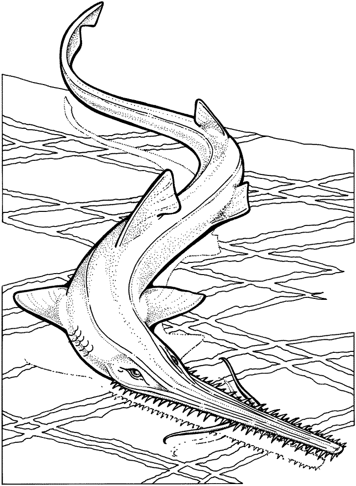 Sawfish Coloring Page Md Coloring Page — Free Printable — free printable coloring page