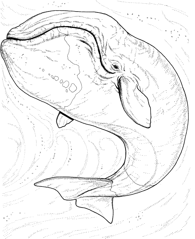 A Big Whale Coloring Page Md Coloring Page — Free Printable — free printable coloring page