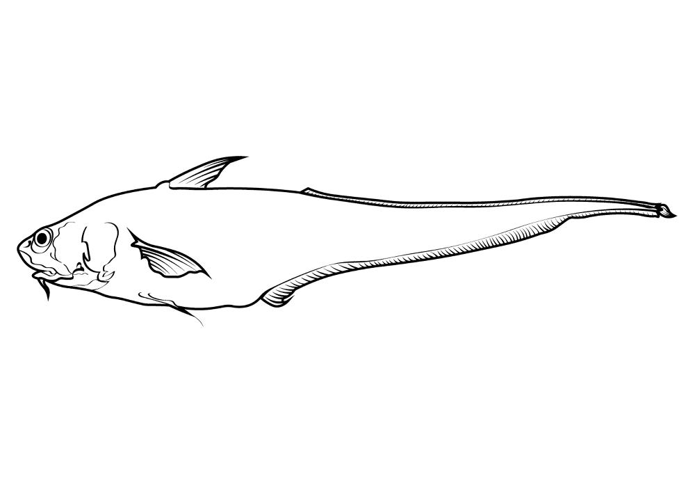 Abyssal Grenadier Coryphaenoides Armatus Coloring Page Md Coloring Page — Free Printable — free printable coloring page