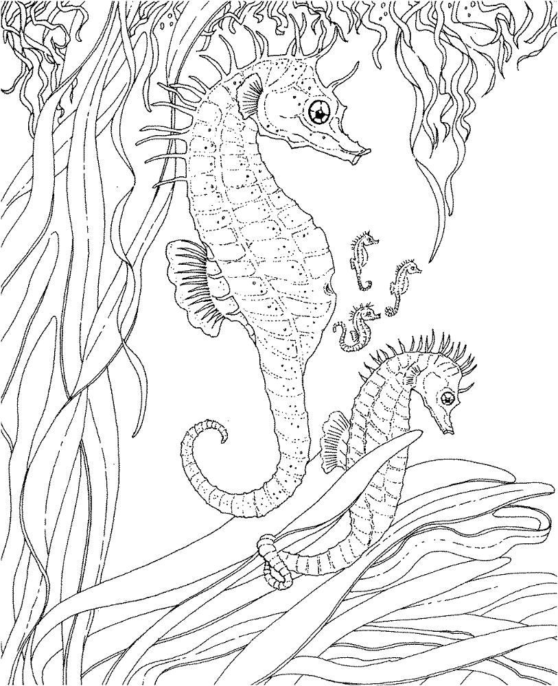 Adult Seahorse And Seahorse Babies Coloring Page Md Coloring Page — Free Printable — free printable coloring page