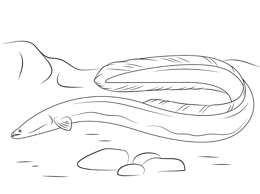 American Eel Coloring Pages Md Coloring Page — Free Printable — free printable coloring page