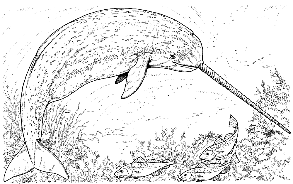 Arctic Narwhal Coloring Page Md Coloring Page — Free Printable — free printable coloring page