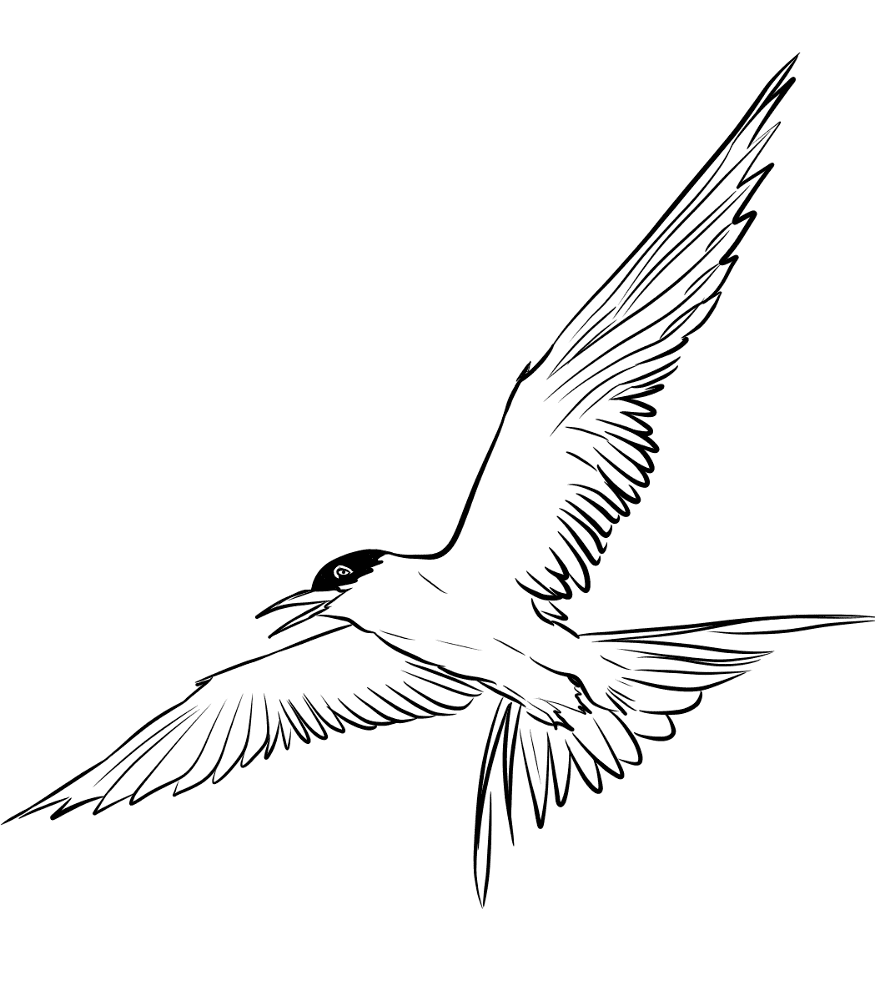 Arctic Tern Coloring Page Md Coloring Page — Free Printable — free printable coloring page