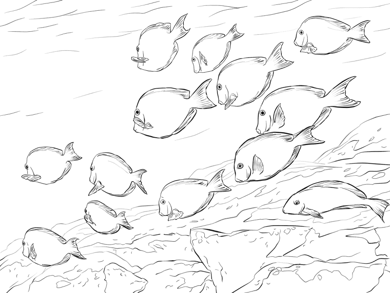 Atlantic Blue Tang Shoal Md Coloring Page — Free Printable — free printable coloring page