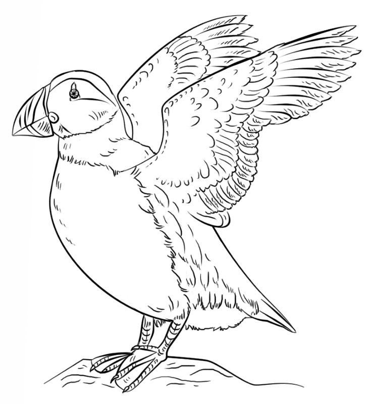 Atlantic Puffin Coloring Page Md Coloring Page — Free Printable — free printable coloring page