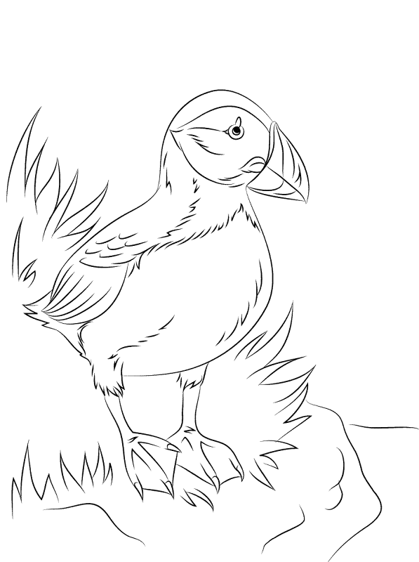 Atlantic Puffin Seabird Coloring Pages Md Coloring Page — Free Printable — free printable coloring page