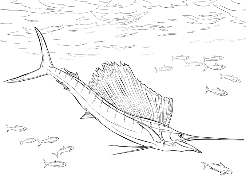 Atlantic Sailfish Coloring Pages Md Coloring Page — Free Printable — free printable coloring page