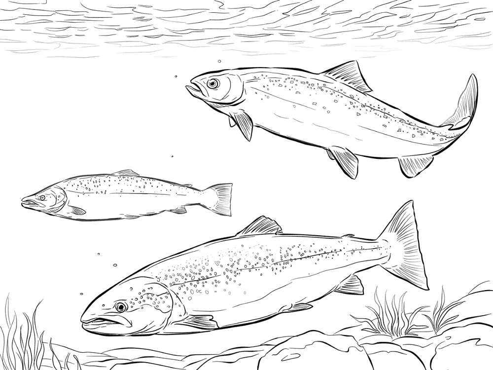 Atlantic Salmon Shoal Md Coloring Page — Free Printable — free printable coloring page